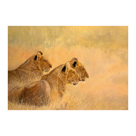 Beck: Panthera leo